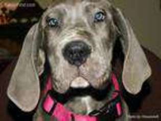 Great Dane Puppy for sale in Woodburn, OR, USA