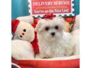 Maltese Puppy for sale in Coldwater, MS, USA