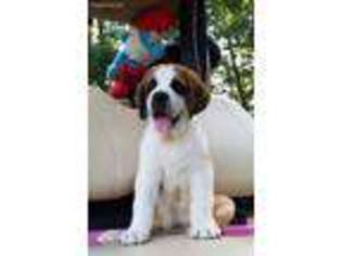 Saint Bernard Puppy for sale in South Hill, VA, USA