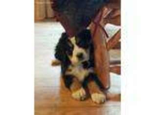 Bernese Mountain Dog Puppy for sale in Chesterfield, NJ, USA