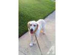 Goldendoodle Puppy for sale in ORANGE PARK, FL, USA
