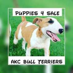Bull Terrier Puppy for sale in Pleasant View, TN, USA