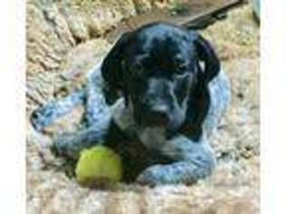 German Shorthaired Pointer Puppy for sale in Statesville, NC, USA