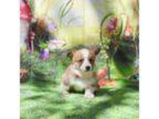 Pembroke Welsh Corgi Puppy for sale in Magnolia, TX, USA