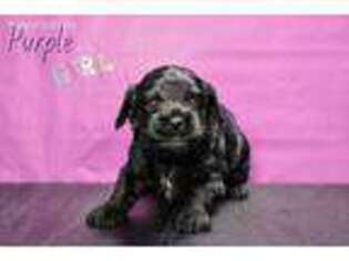 Cock-A-Poo Puppy for sale in Wayland, NY, USA