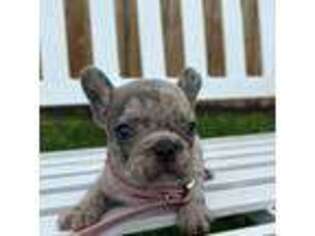 French Bulldog Puppy for sale in Ontario, OH, USA