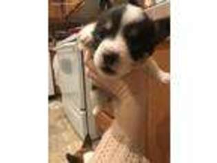 Pembroke Welsh Corgi Puppy for sale in Tuscola, TX, USA