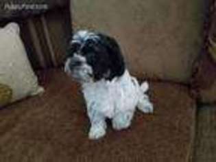 Havanese Puppy for sale in Springfield, VA, USA