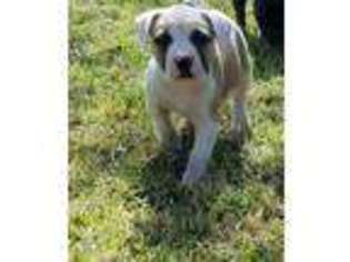 American Bulldog Puppy for sale in Slidell, LA, USA