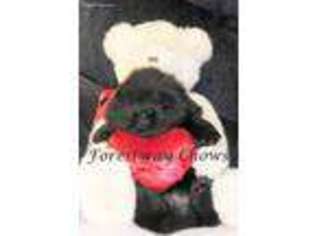 Chow Chow Puppy for sale in Monroe, MI, USA