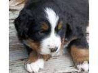 Bernese Mountain Dog Puppy for sale in ARLINGTON, WA, USA