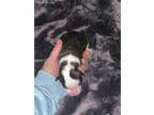 Cardigan Welsh Corgi Puppy for sale in Moyie Springs, ID, USA