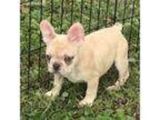 French Bulldog Puppy for sale in Churchton, MD, USA