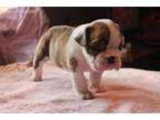 Bulldog Puppy for sale in Louisville, KY, USA