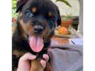 Rottweiler Puppy for sale in Millersport, OH, USA