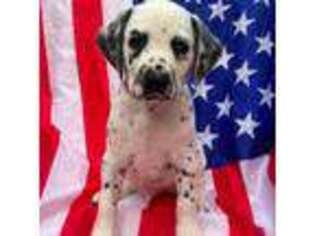 Dalmatian Puppy for sale in Stokesdale, NC, USA