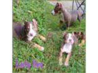 Buggs Puppy for sale in Douglasville, GA, USA