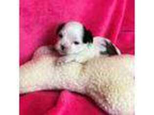 Shih-Poo Puppy for sale in Canon City, CO, USA