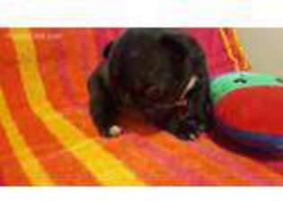 French Bulldog Puppy for sale in Belvidere, NE, USA