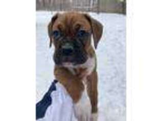 Boxer Puppy for sale in Columbiana, OH, USA