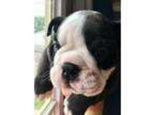 Bulldog Puppy for sale in Joshua, TX, USA
