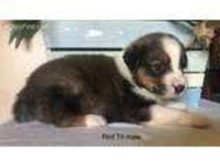 Australian Shepherd Puppy for sale in Morganton, GA, USA