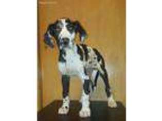 Great Dane Puppy for sale in Detroit, MI, USA