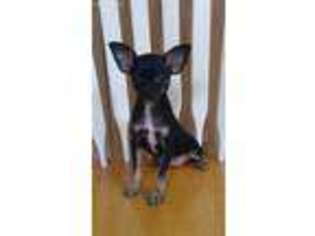 Chihuahua Puppy for sale in Saint Hedwig, TX, USA
