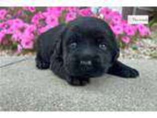 Labrador Retriever Puppy for sale in Evansville, IN, USA