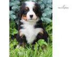 Bernese Mountain Dog Puppy for sale in Canton, OH, USA