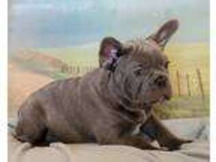 French Bulldog Puppy for sale in Rapid City, SD, USA