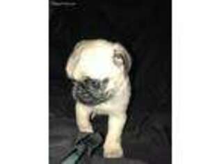Pug Puppy for sale in Stratford, OK, USA