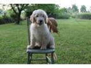 Goldendoodle Puppy for sale in Mifflinburg, PA, USA