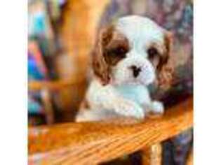 Cavalier King Charles Spaniel Puppy for sale in Elk River, MN, USA