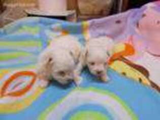 Maltese Puppy for sale in Partlow, VA, USA