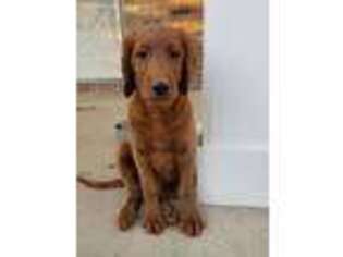 Goldendoodle Puppy for sale in Foley, AL, USA