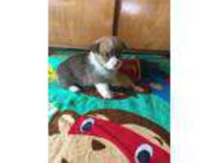Pembroke Welsh Corgi Puppy for sale in Greenville, FL, USA