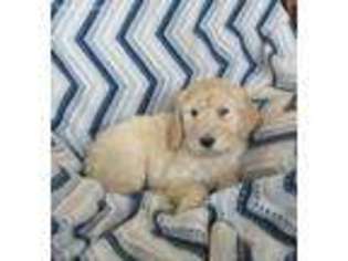 Goldendoodle Puppy for sale in Penn Yan, NY, USA