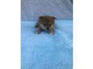 Shiba Inu Puppy for sale in Coalgate, OK, USA