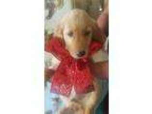 Golden Retriever Puppy for sale in Waller, TX, USA