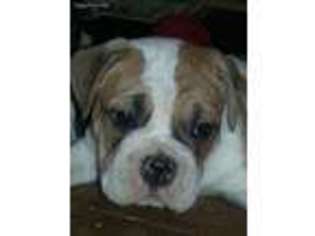 Medium Photo #1 Olde English Bulldogge Puppy For Sale in Beatrice, NE, USA