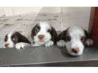 English Springer Spaniel Puppy for sale in Grove City, PA, USA