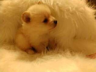 Pomeranian Puppy for sale in Lumberton, NC, USA