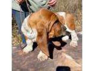Basset Hound Puppy for sale in Clinton, TN, USA