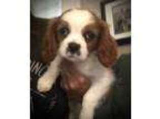 Cavalier King Charles Spaniel Puppy for sale in Ballinger, TX, USA