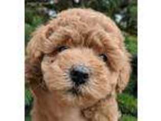 Goldendoodle Puppy for sale in Buckingham, IL, USA