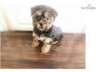 Medium Photo #1 Mutt Puppy For Sale in New York, NY, USA