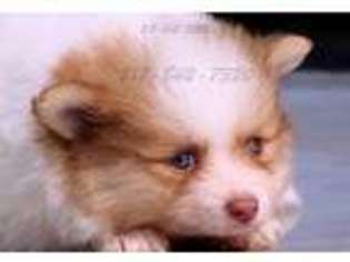 Pomeranian Puppy for sale in Mansfield, TX, USA