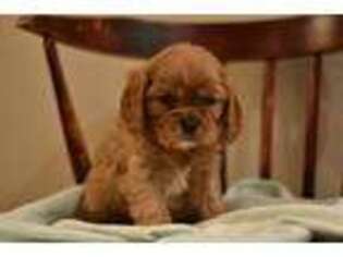 Cavalier King Charles Spaniel Puppy for sale in Cochranton, PA, USA