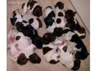 German Shorthaired Pointer Puppy for sale in Kingston, WI, USA